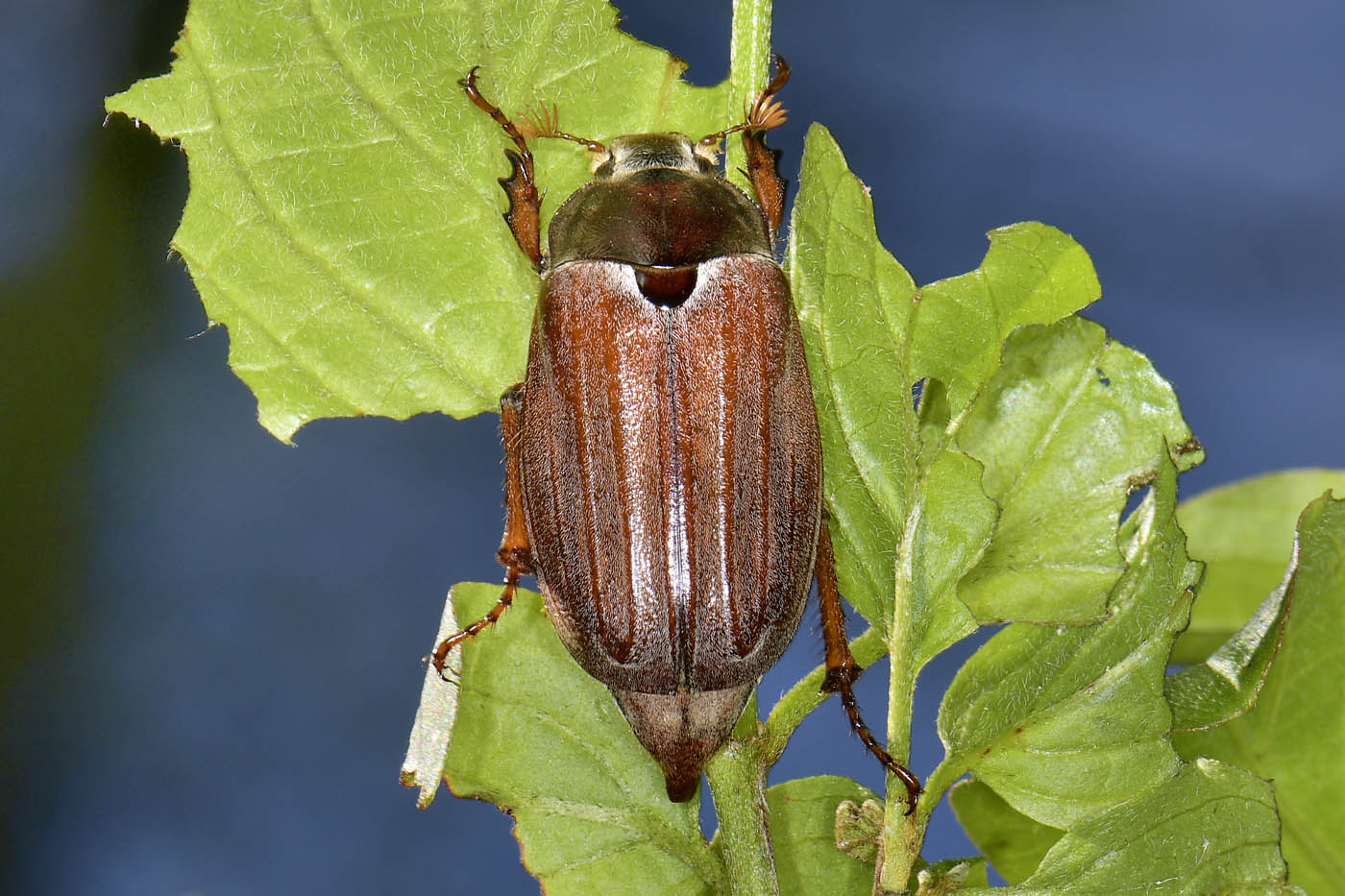 Melolonthidae: Melolontha melolontha, femmina.